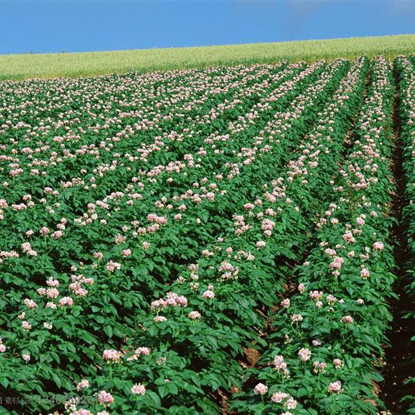 Cuáles son los beneficios de los fertilizantes que contienen bacterias al suelo